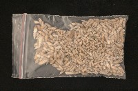 藏品(大錐蝸牛)的圖片